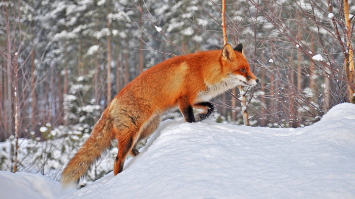 nature-mac-snow-cool-cute-mobile-phone-landscape-fox-desktop-images-winter-windows-x (700x393, 321Kb)