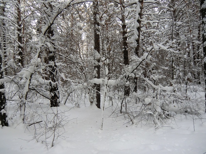 4533467_CIMG0046 (700x525, 208Kb)