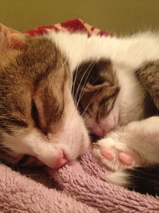 CAtsWithMiniMes30 (525x700, 103Kb)