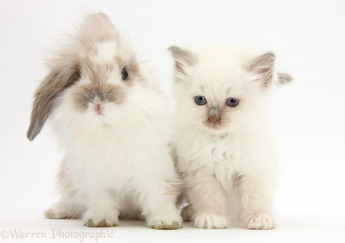 cute-matching-pets-warren-photographic-37-57e935441c279__880 (700x493, 154Kb)