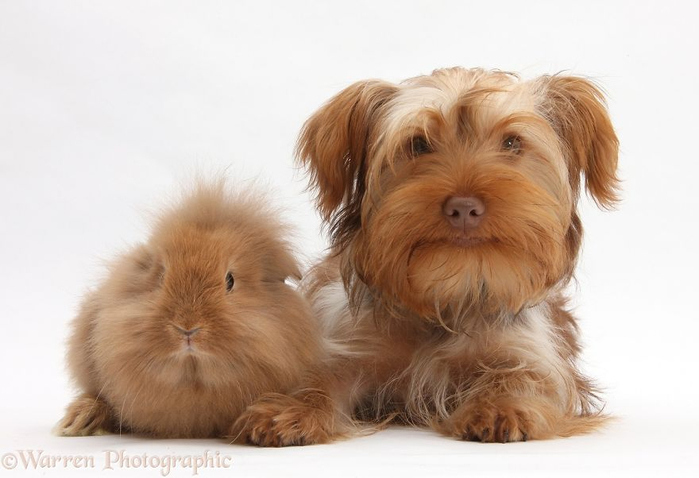 cute-matching-pets-warren-photographic-20-57e935162e382__880 (700x478, 211Kb)