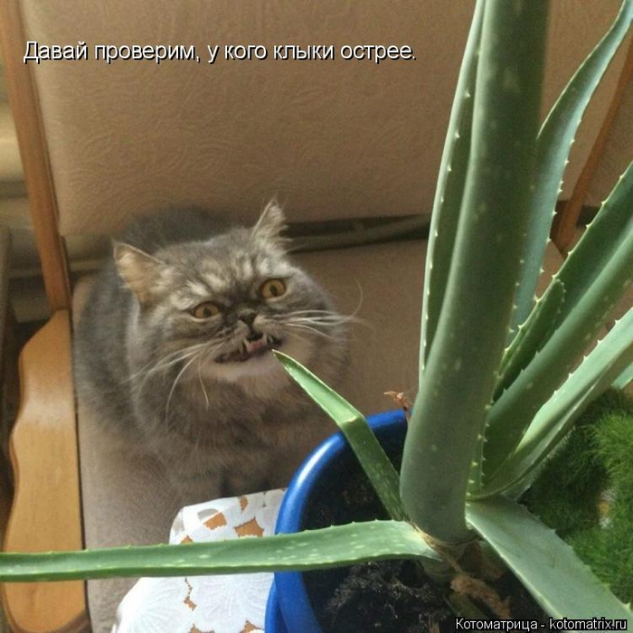 kotomatritsa_L (700x700, 401Kb)