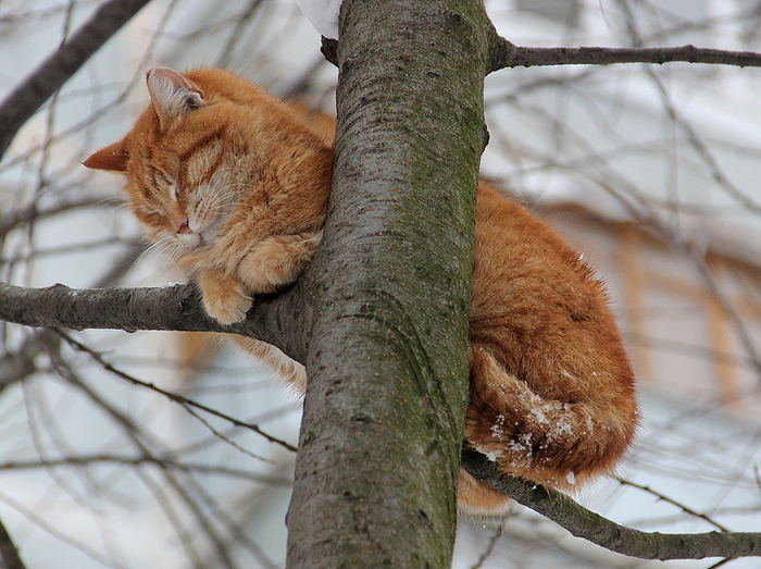 Котоматрица - 4 - Страница 18 151445439_3341