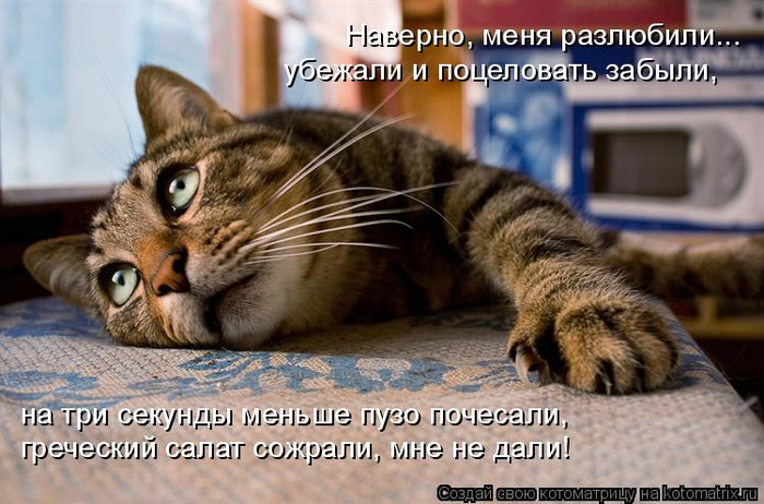 kotomatritsa_a (700x462, 352Kb)