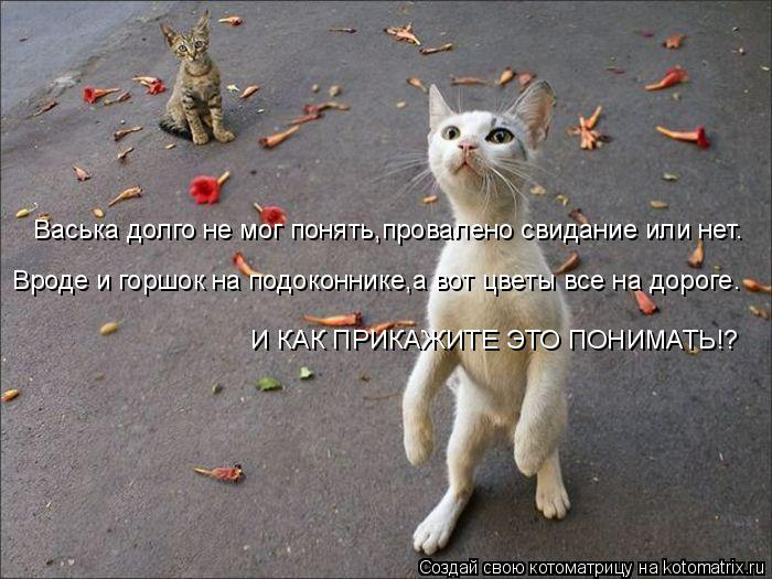 kotomatritsa_F- (700x525, 239Kb)