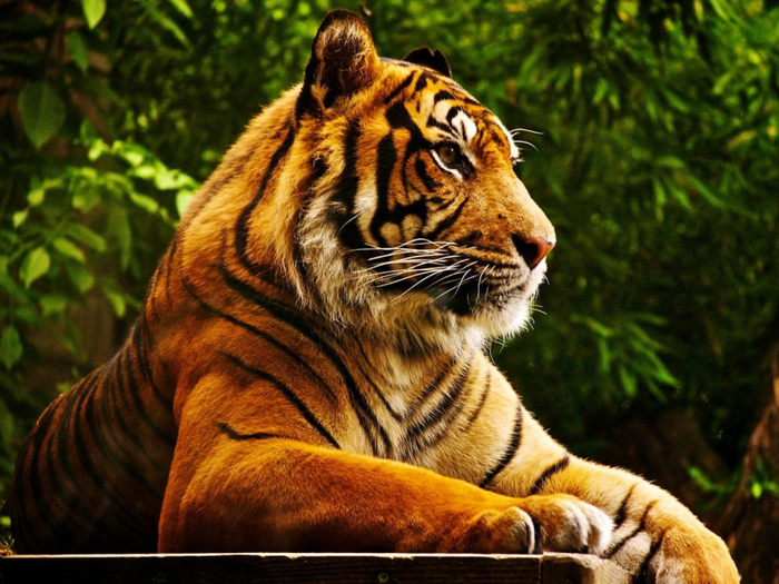 Royal-Bengal-Tiger-800x600 (700x525, 481Kb)