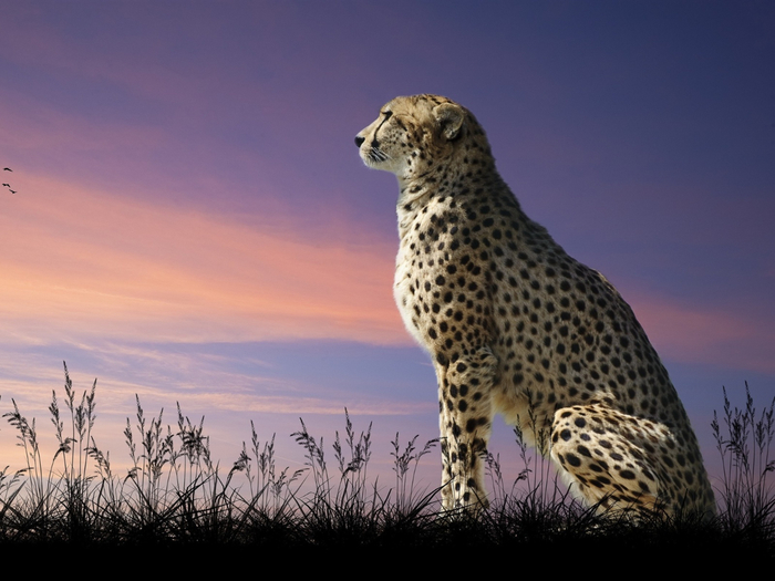 Cheetah-predator-grass-dusk-birds_1600x1200 (700x525, 303Kb)