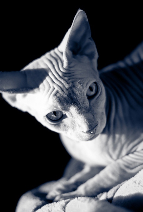 8383dab34186097d836ccdb9a475aaf1 (458x677, 84Kb)