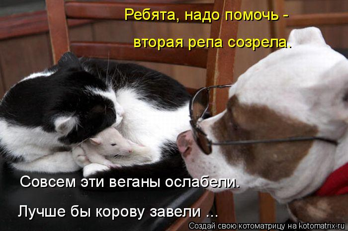 kotomatritsa_3 (700x466, 207Kb)