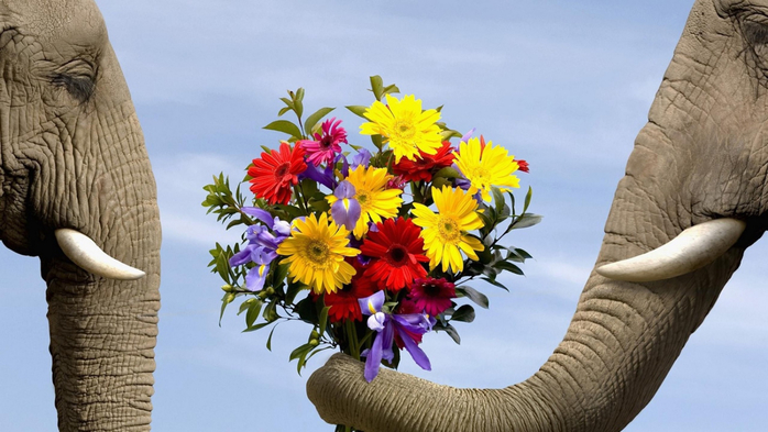 elephant_flowers_bouquet_73138_1600x900 (700x393, 292Kb)