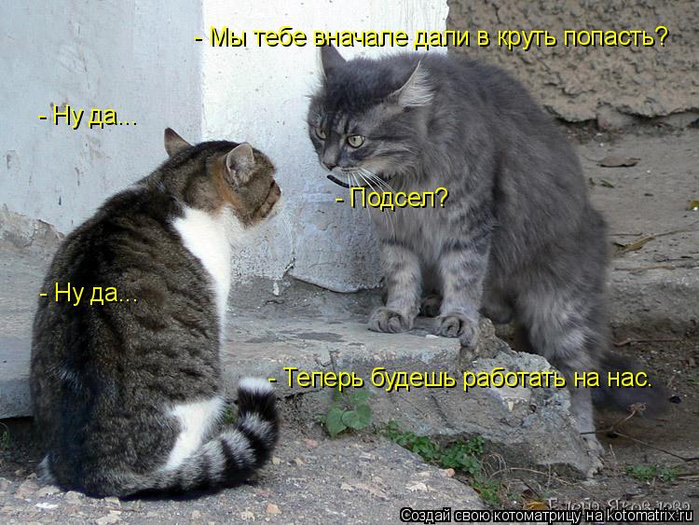 kotomatritsa_1 (700x525, 390Kb)