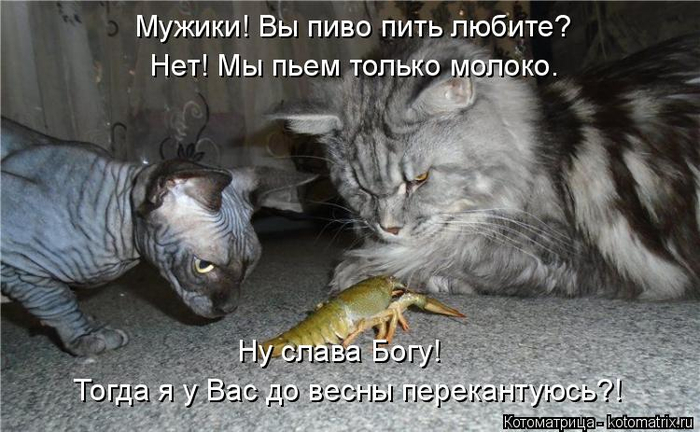 kotomatritsa_h (700x432, 277Kb)