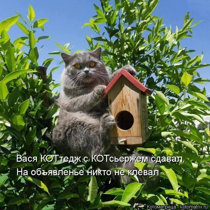 kotomatritsa_Xw (700x700, 445Kb)