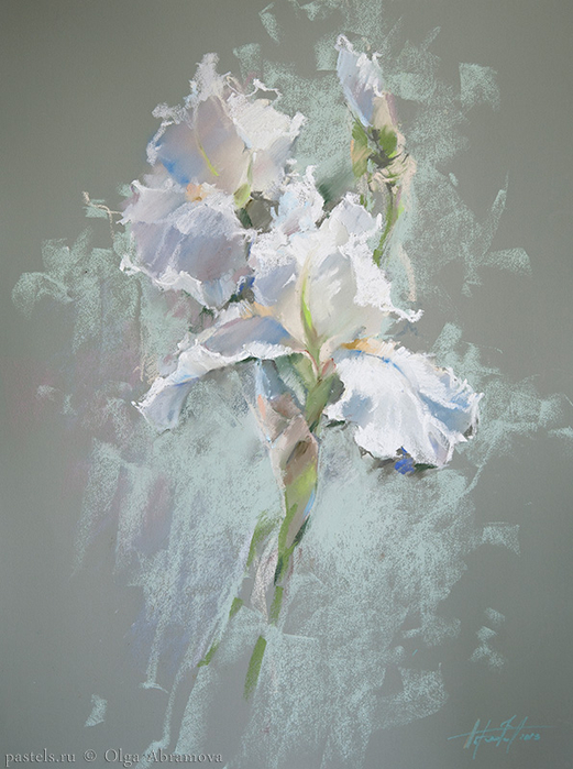 Белый-ирис-White-iris-62x47.-2013 (521x700, 346Kb)
