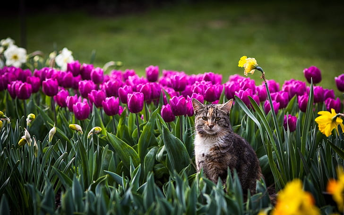 cat-in-the-flowers-field-tulip-bokeh-wallpaper-preview (700x437, 353Kb)