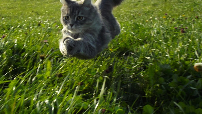 1024x576_flying-cat (700x393, 319Kb)