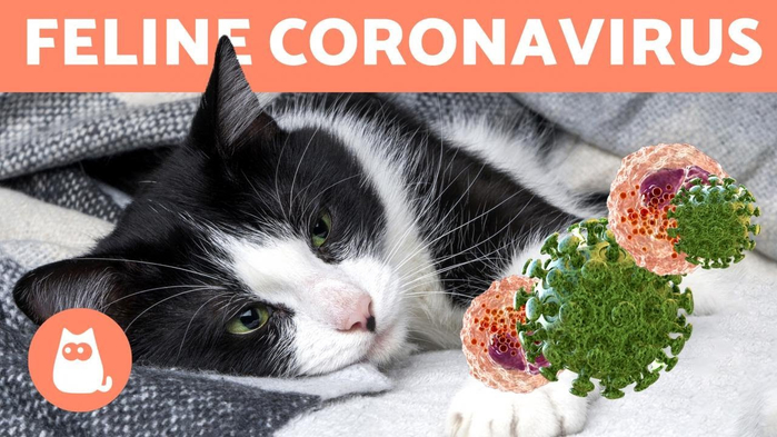 Коронавирус и кошки