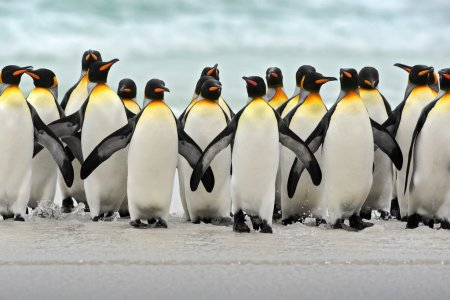 depositphotos_102968760-stock-photo-group-of-king-penguins (450x300, 101Kb)