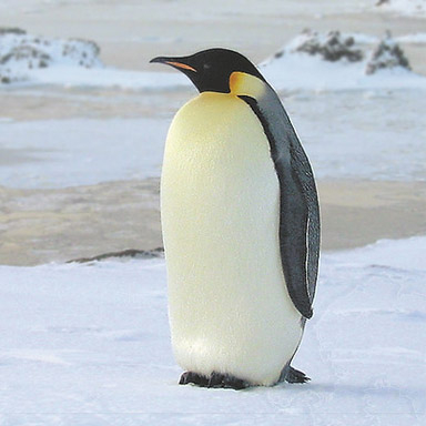 pingvin (384x384, 102Kb)