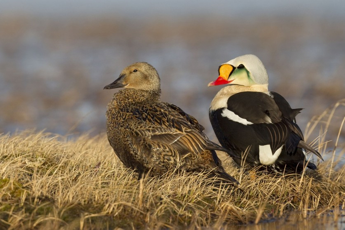 Feathered-wildlife-in-photos-Matthew-Studebaker-01 (700x466, 324Kb)