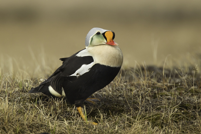 Feathered-wildlife-in-photos-Matthew-Studebaker-05 (700x466, 331Kb)