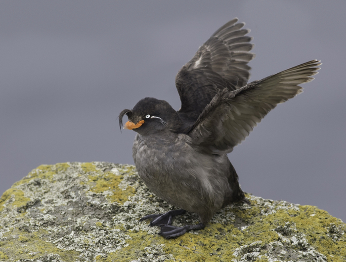 Feathered-wildlife-in-photos-Matthew-Studebaker-11 (700x532, 330Kb)
