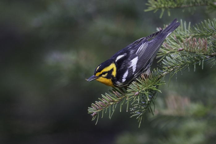 Feathered-wildlife-in-photos-Matthew-Studebaker-22 (700x466, 217Kb)