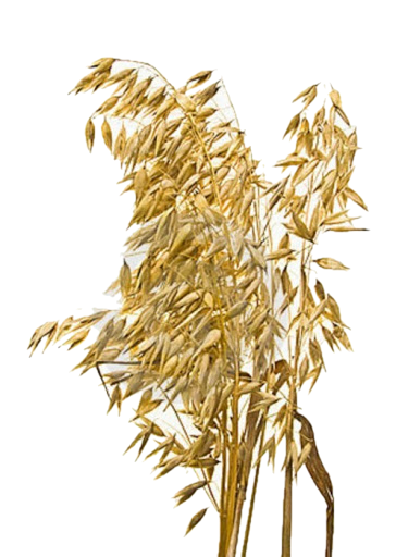 imgonline-com-ua-Transparent-backgr-qtOKE1GFBRocEZM (364x512, 264Kb)
