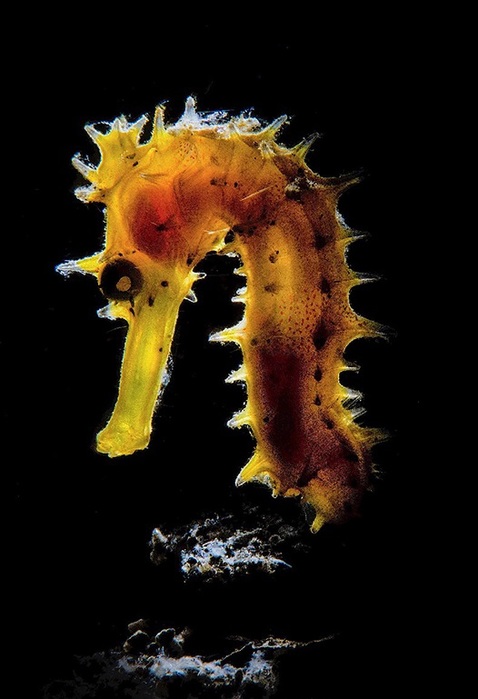1773233_Macro1_Stefano_Cerbai__Radiography9_1_ (478x700, 74Kb)