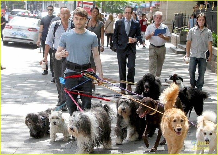 Дэниел Рэдклифф на прогулке одновременно с 12 собаками