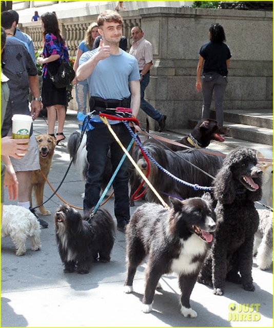 Дэниел Рэдклифф на прогулке одновременно с 12 собаками