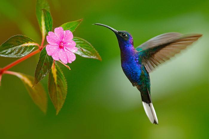 kolibri (700x466, 315Kb)