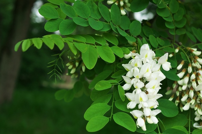 2019Nature___Flowers_White_flowers_of_acacia_with_green_leaves_close_up_130812_ (700x465, 100Kb)