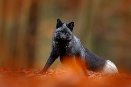 depositphotos_174509656-stock-photo-black-silver-fox (450x300, 72Kb)