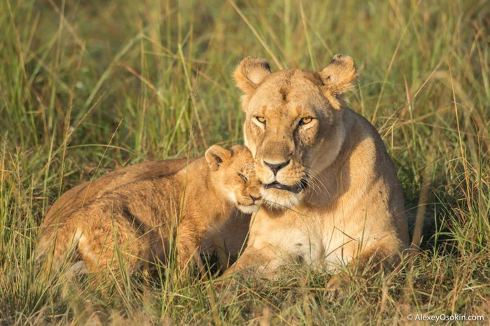 Photo-megarachne-cubs-00 (700x466, 395Kb)