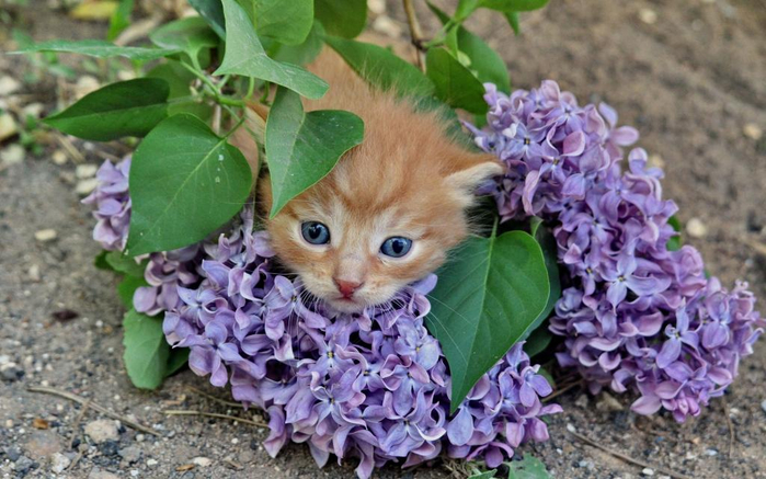 kitten-lilac-flowers (700x437, 354Kb)