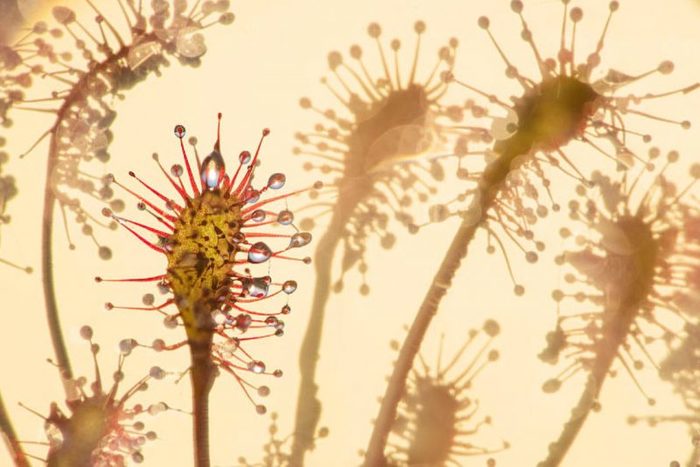 4208855_23800x534 (700x467, 53Kb)
