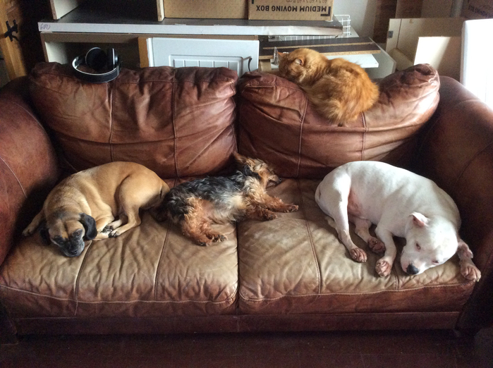 cat-dog-sleep-Lounge-sofa-settee-couch-656066 (700x522, 388Kb)