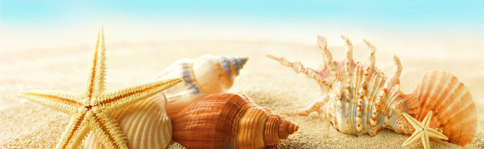 seashells-starfishes-beach-5780 (700x215, 58Kb)