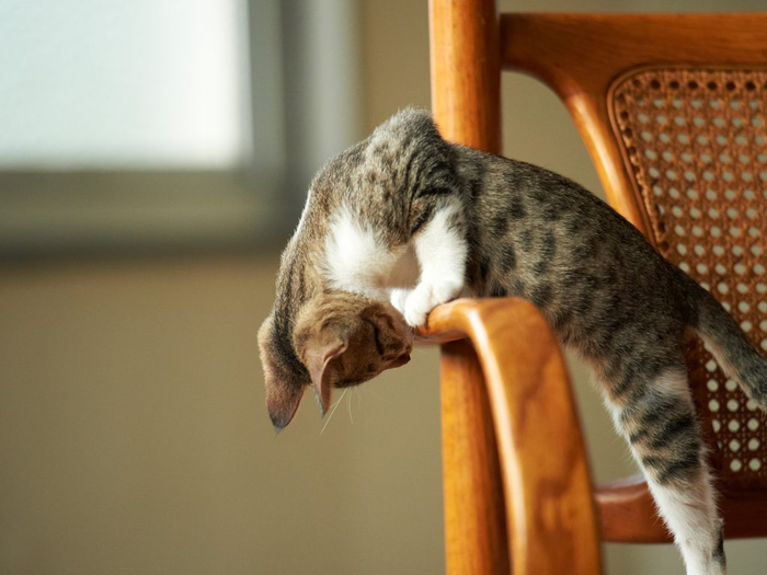 116307_1391277934 (700x525, 262Kb)
