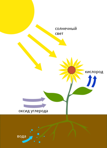 Photosynthesis (346x480, 33Kb)