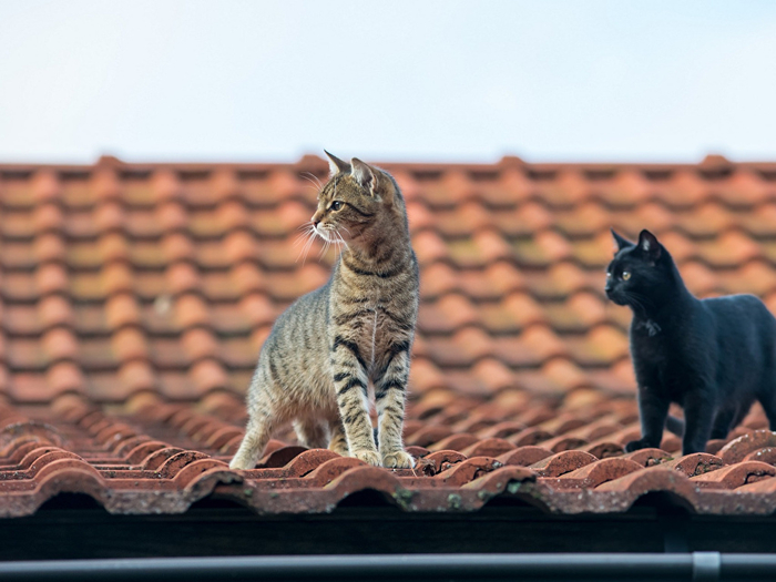 Cats_Roof_Two_512856_1024x768 (700x525, 312Kb)