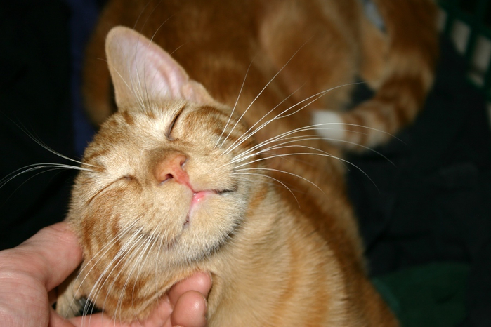 orange-cat-is-purring (700x466, 286Kb)