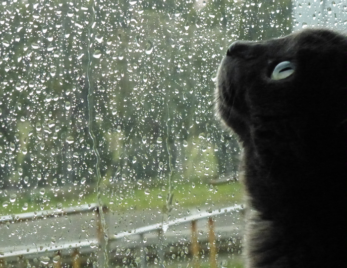 winter-rain-cat-653369 (700x540, 457Kb)