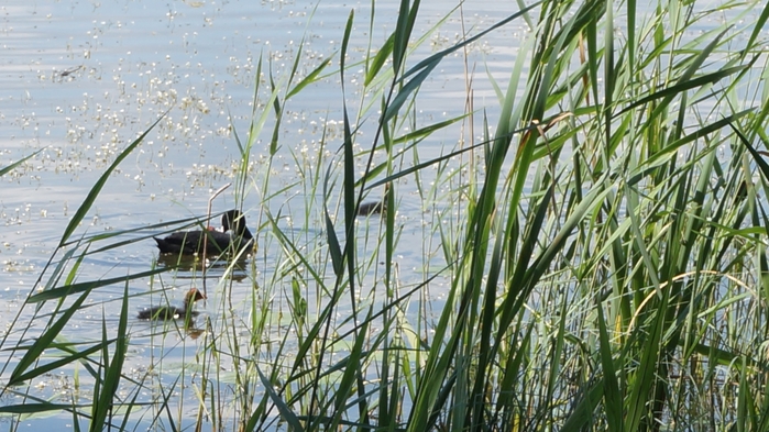 3434534_DSC08664 (700x393, 275Kb)