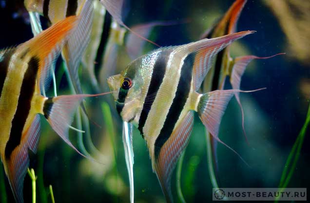 3085196_Pterophyllum (636x417, 29Kb)