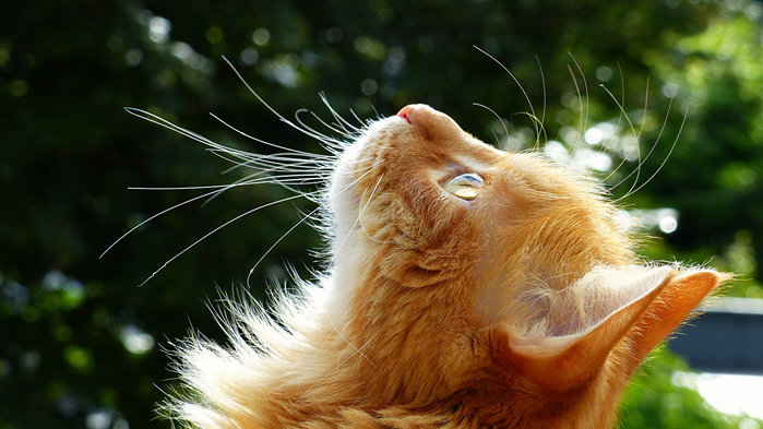 Cats_Ginger_color_492416_1366x768 (700x393, 360Kb)