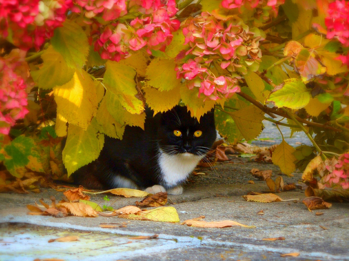 cat-kot-osen-listia-tsvetochki-autumn-flowers-leaves (700x525, 504Kb)