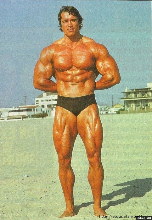 3085196_arnoldschwarzenegger23 (483x700, 258Kb)