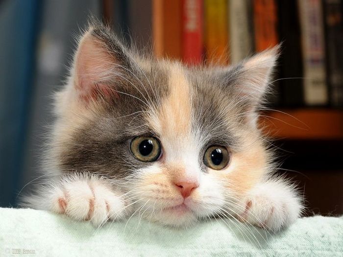 94292c074068630345dfb96a53d7e37e--cute-baby-cats-baby-kittens (700x525, 62Kb)